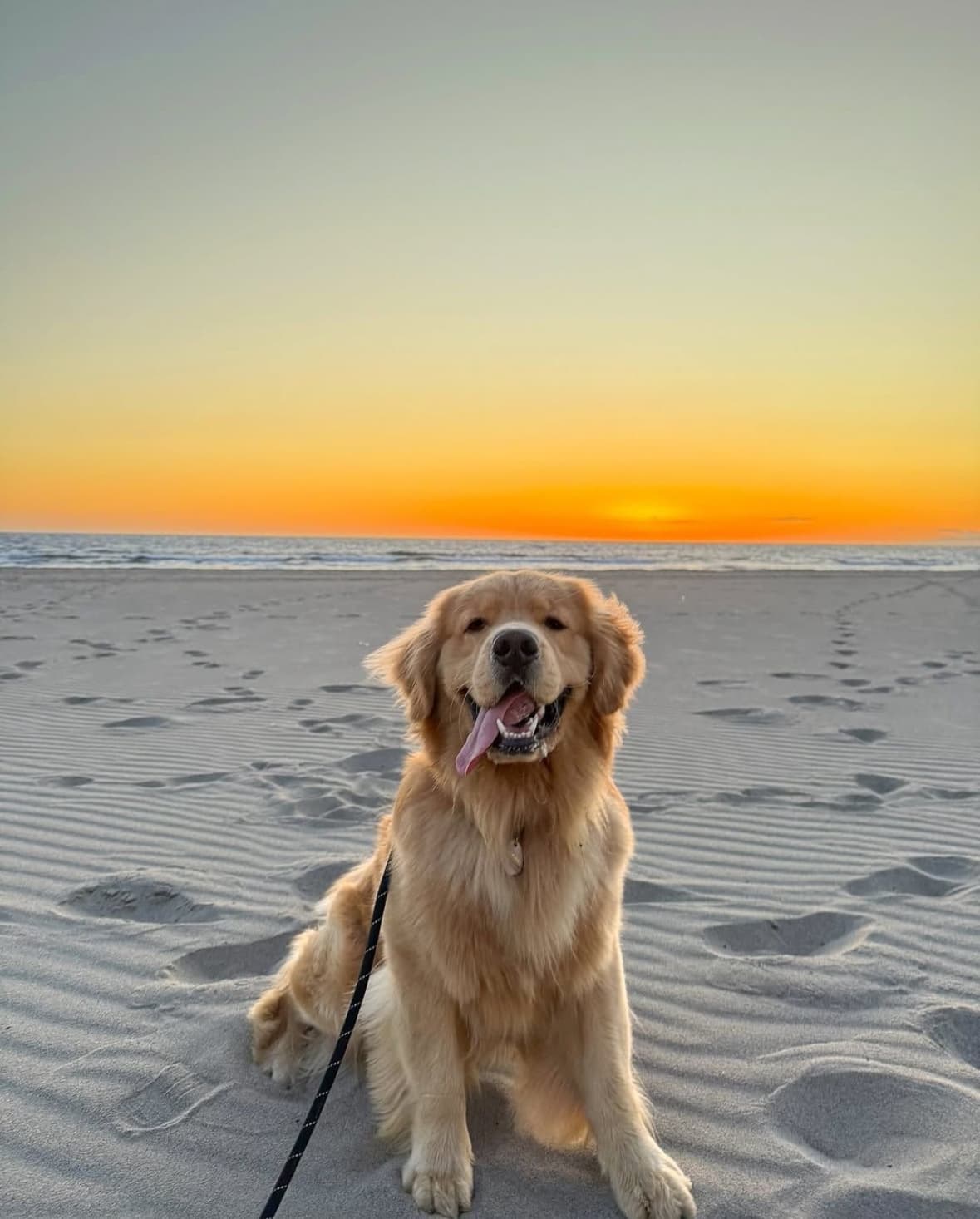Dogs playing at the beach