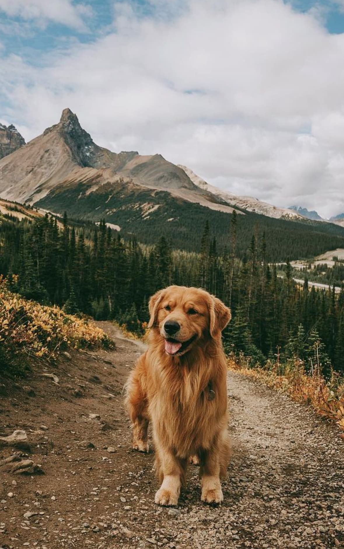 Dog hiking on mountain trail